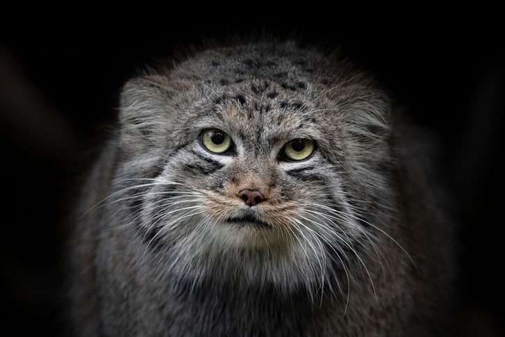 Avatar of Oybek Odilov