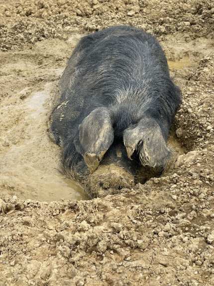 Pig